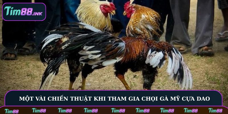 Một vài chiến thuật khi tham gia chọi gà Mỹ cựa dao