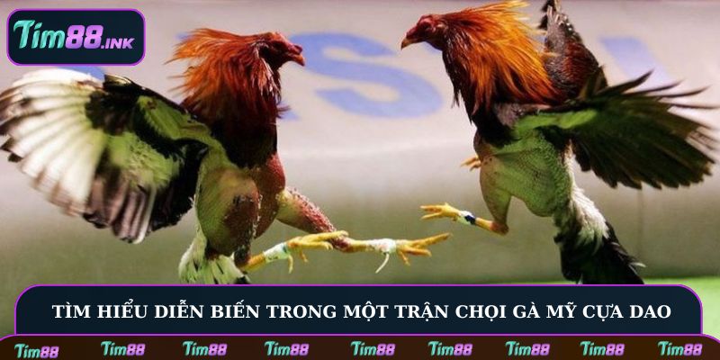 Tìm hiểu diễn biến trong một trận chọi gà Mỹ cựa dao
