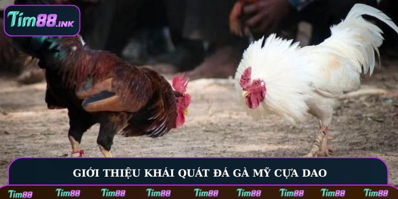 Giới thiệu khái quát đá gà Mỹ cựa dao