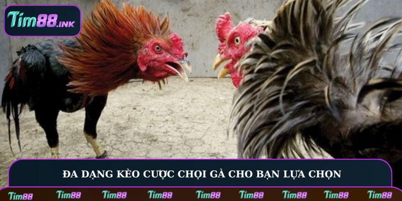 Đa dạng kèo cược chọi gà cho bạn lựa chọn